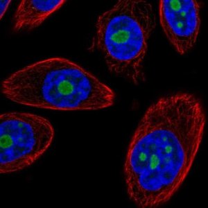 Anti-DDX50 antibody produced in rabbit 