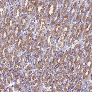 Anti-DDX51 antibody produced in rabbit 