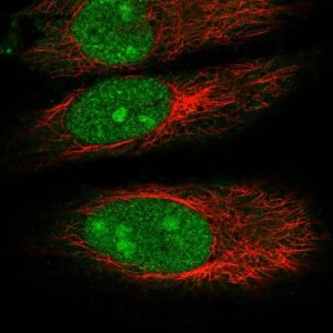 Anti-DDX55 antibody produced in rabbit 