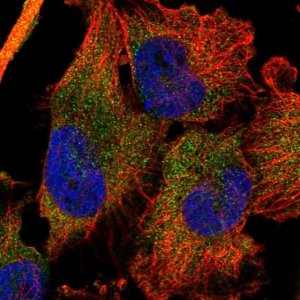 Anti-DDX60 antibody produced in rabbit 