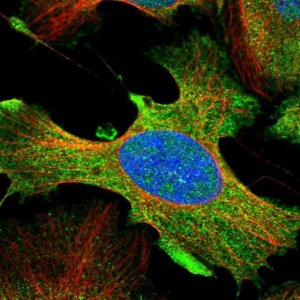 Anti-DDX60L antibody produced in rabbit 