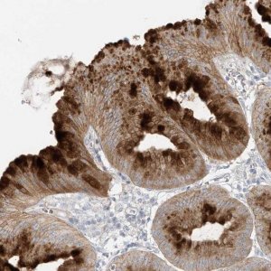Anti-DGKQ antibody produced in rabbit 