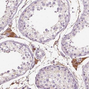 Anti-DHCR24 antibody produced in rabbit 