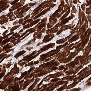 Anti-DHFR2 antibody produced in rabbit 
