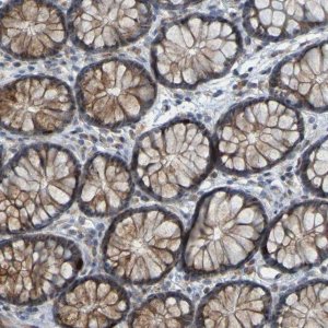 Anti-DHODH antibody produced in rabbit 