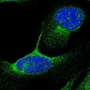 Anti-DHRS13 antibody produced in rabbit 