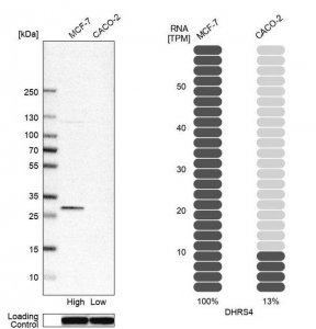 Anti-DHRS4 antibody produced in rabbit HPA023972-100UL
