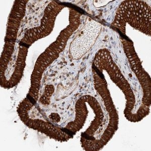 Anti-DHRS7 antibody produced in rabbit 