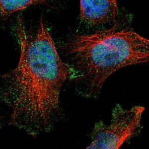 Anti-DHRS7B antibody produced in rabbit 