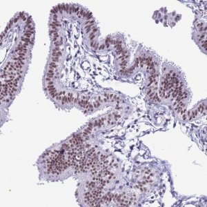 Anti-DHX15 antibody produced in rabbit 