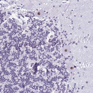 Anti-DHX15 antibody produced in rabbit 
