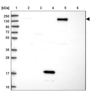 Anti-DHX29 antibody produced in rabbit 