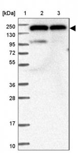 Anti-DHX29 antibody produced in rabbit HPA038317-100UL