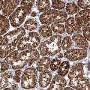 Anti-DHX30 antibody produced in rabbit 