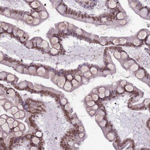 Anti-DHX32 antibody produced in rabbit 