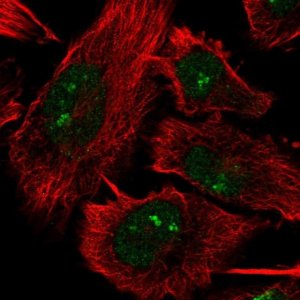 Anti-DHX33 antibody produced in rabbit 
