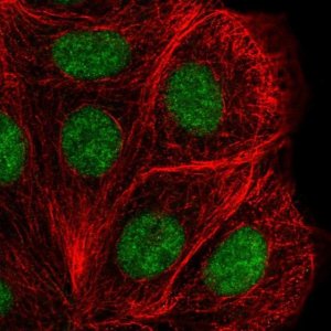 Anti-DHX38 antibody produced in rabbit 