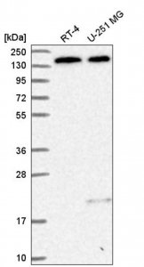 Anti-DHX38 antibody produced in rabbit 