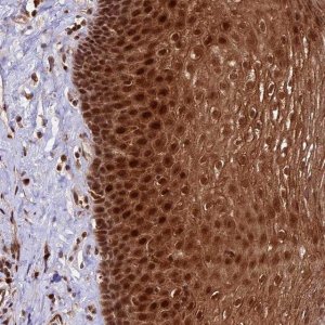 Anti-DHX38 antibody produced in rabbit HPA041347-100UL