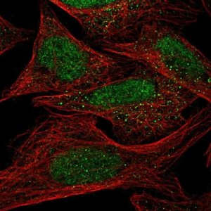 Anti-DHX38 antibody produced in rabbit HPA041347-100UL