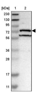Anti-DHX58 antibody produced in rabbit 