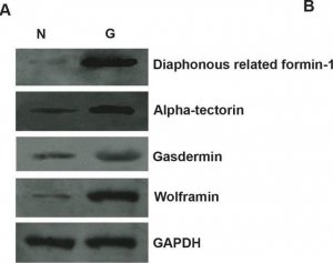 Anti-DIAPH1 antibody produced in rabbit 