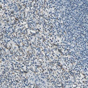 Anti-DIAPH1 antibody produced in rabbit 