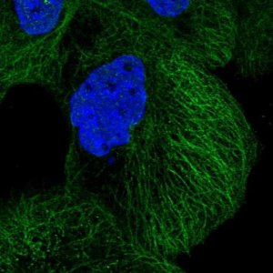 Anti-DIAPH3 antibody produced in rabbit 