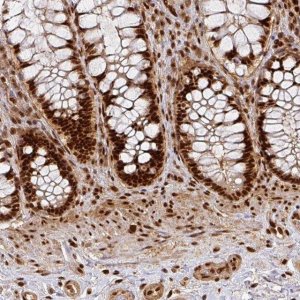 Anti-DIDO1 antibody produced in rabbit 