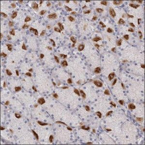 Anti-DIO2 antibody produced in rabbit HPA029544-100UL