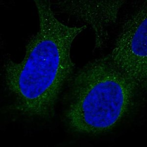 Anti-DIP2B antibody produced in rabbit 
