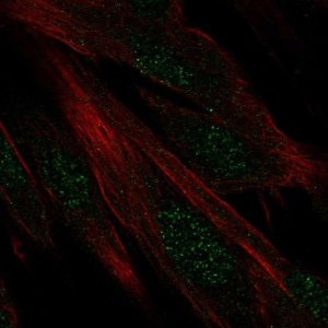 Anti-DIRC1 antibody produced in rabbit 
