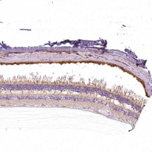 Anti-SLC24A1 antibody produced in rabbit 
