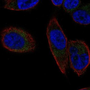 Anti-SLC25A23 antibody produced in rabbit 