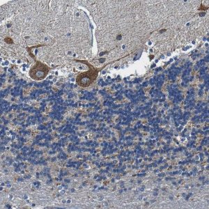 Anti-SLC25A25 antibody produced in rabbit 
