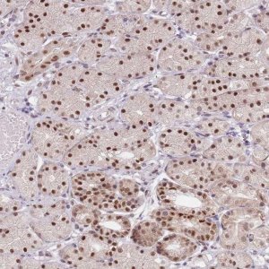 Anti-SLC25A32 antibody produced in rabbit 