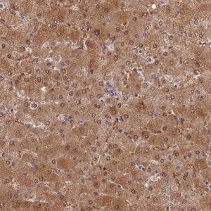 Anti-SLC25A41 antibody produced in rabbit 