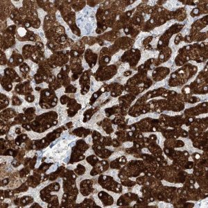 Anti-SLC25A43 antibody produced in rabbit 