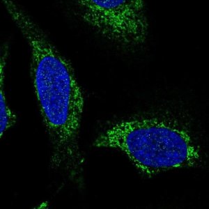Anti-SLC25A44 antibody produced in rabbit 