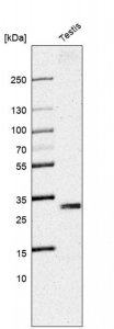 Anti-SLC25A5 antibody produced in rabbit HPA046835-100UL