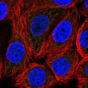 Anti-SLC25A51 antibody produced in rabbit 