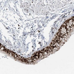 Anti-SLC25A53 antibody produced in rabbit 