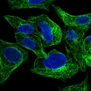 Anti-SLC26A1 antibody produced in rabbit 