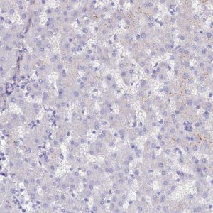 Anti-SLC26A4 antibody produced in rabbit 
