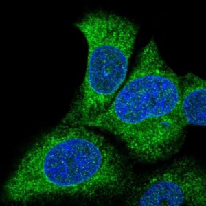 Anti-SLC27A3 antibody produced in rabbit 