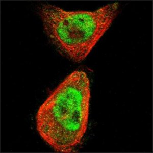 Anti-SLC29A1 antibody produced in rabbit HPA012383-100UL