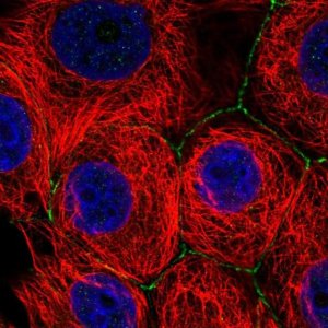 Anti-SLC2A11 antibody produced in rabbit 