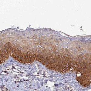 Anti-SLC39A13 antibody produced in rabbit 