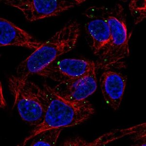 Anti-SLC39A5 antibody produced in rabbit 