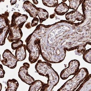 Anti-SLC39A7 antibody produced in rabbit 